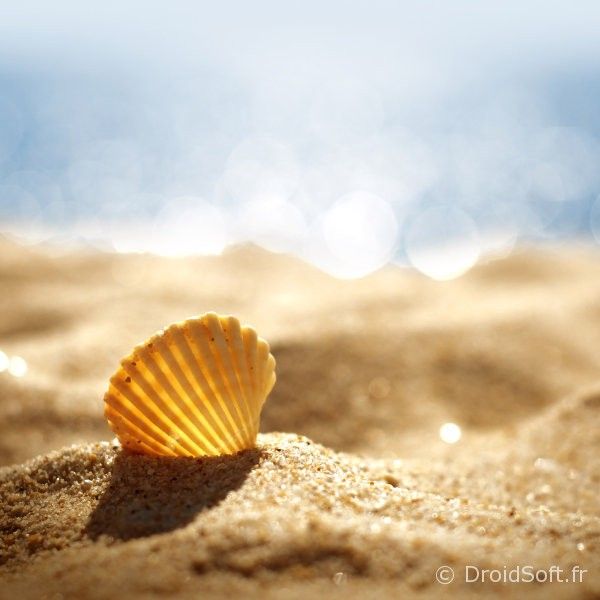 Coquillage wallpaper ios android fond ecran