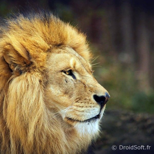 lion wallpaper android