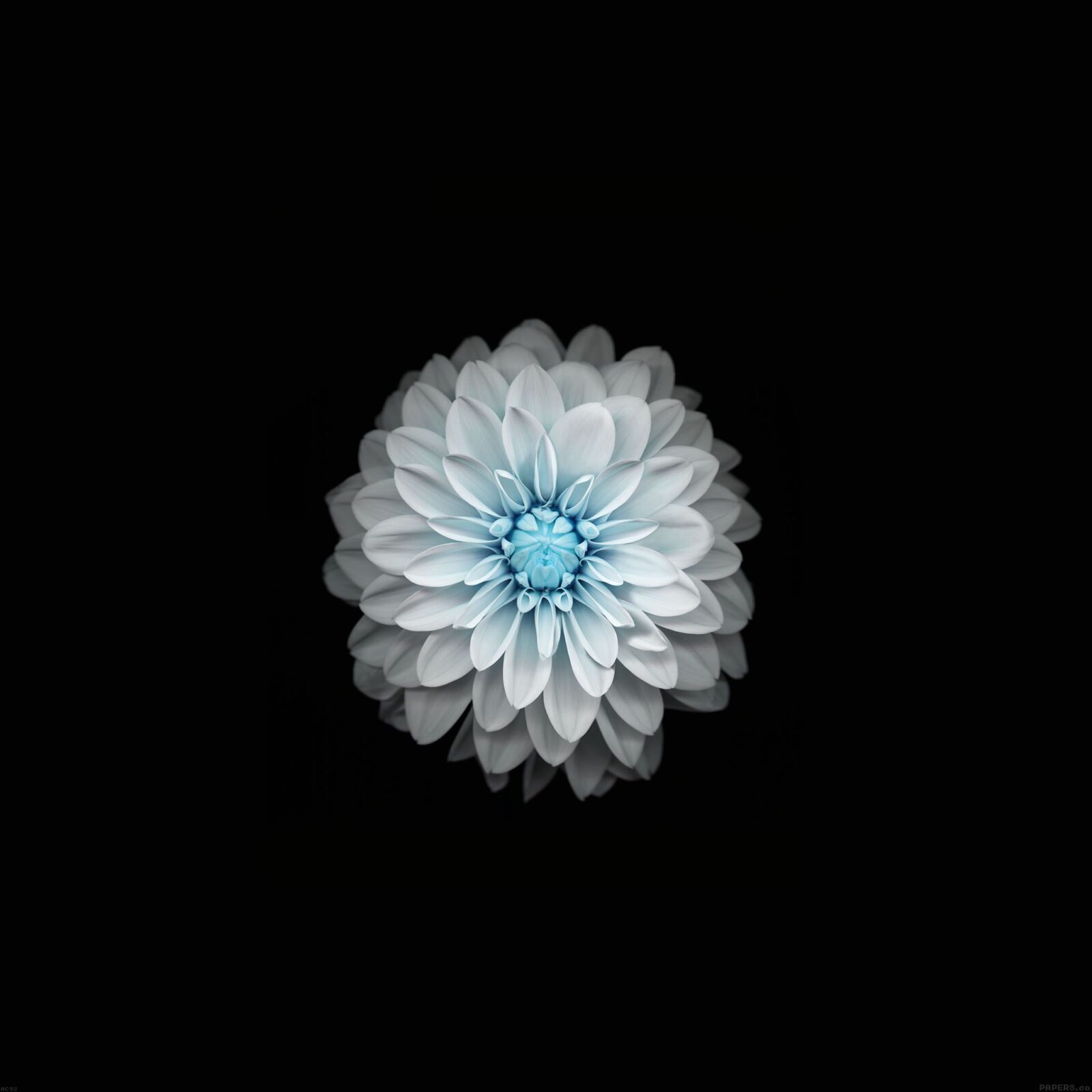 Fleur Blanche Fond Décran Android Hd Droidsoft