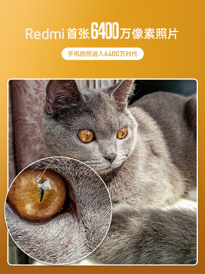 Photo d’un chat prise avec le capteur 64MP de Samsung (Redmi)