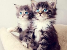 Double chat wallpaper android