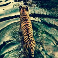 tigre fond ecran wallpaper android