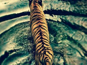 tigre fond ecran wallpaper android