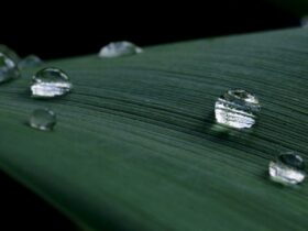 Plante à l'eau