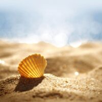 Coquillage wallpaper ios android fond ecran