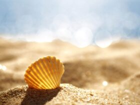 Coquillage wallpaper ios android fond ecran