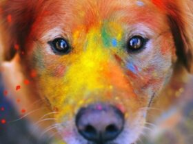 wallpaper hd retina chats chiens android smartphone 1