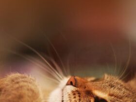 wallpaper hd retina chats chiens android smartphone 2