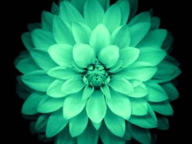 wallpaper apple retina iphone vert 1