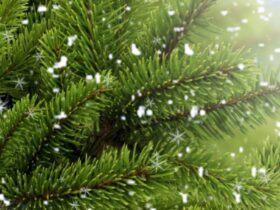 Le fond d’écran du jour spécial Noël : sapin sous les flocons Fonds d'écrans