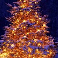 Le fond d’écran du jour spécial Noël : sapin enneigé Fonds d'écrans