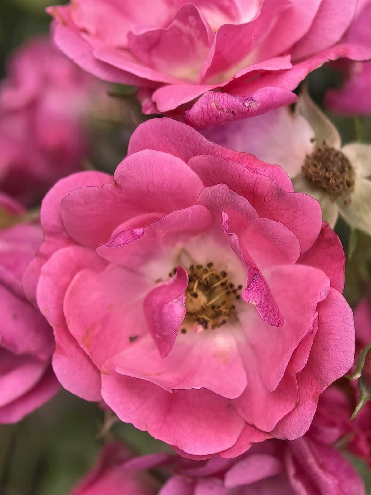 Huawei Pura 70 Pro - Rose