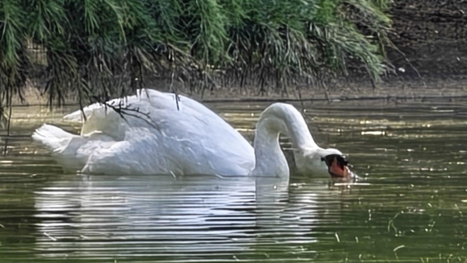 Cygne sur un plan d'eau pris avec le Honor Magic V6