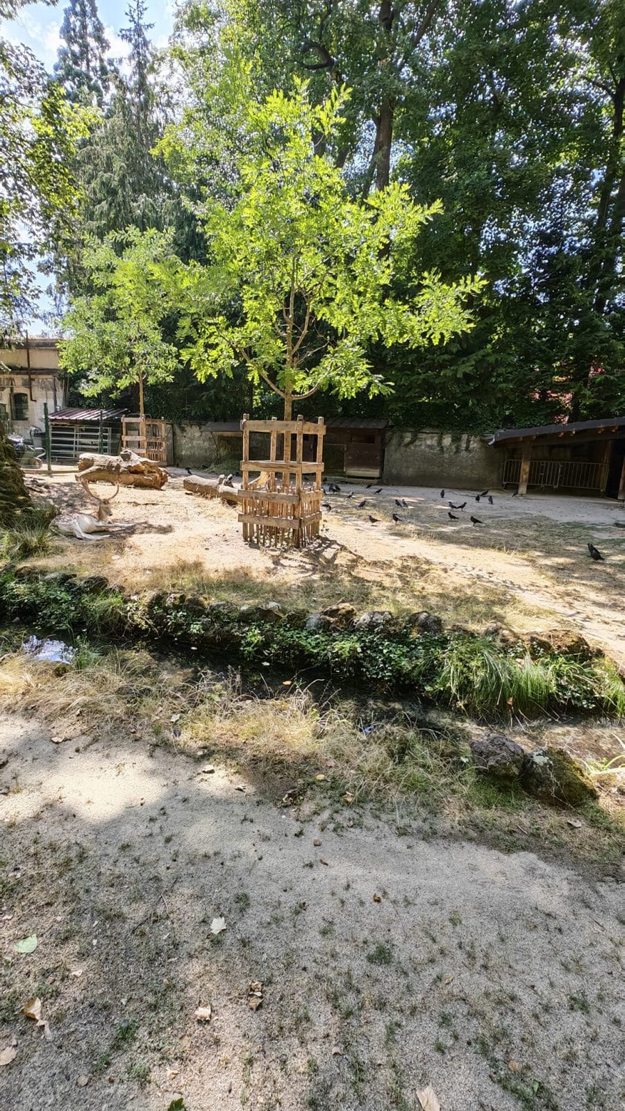 Jardin ensoleillé pris avec le Honor Magic V6