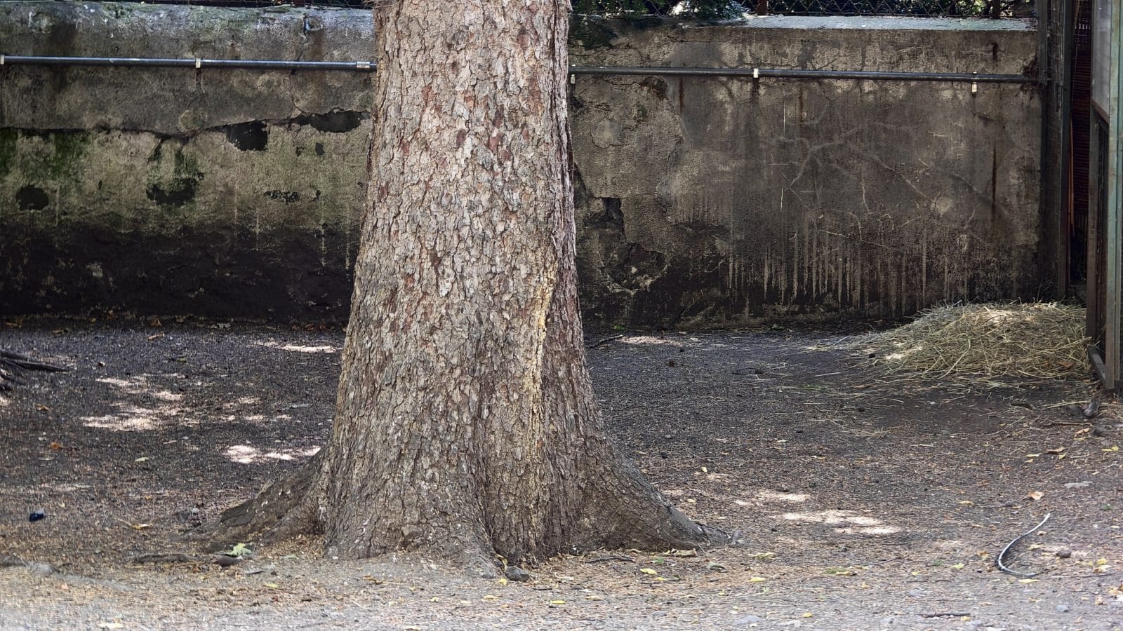 Tronc d'arbre dans un parc photographié avec le Honor Magic V6