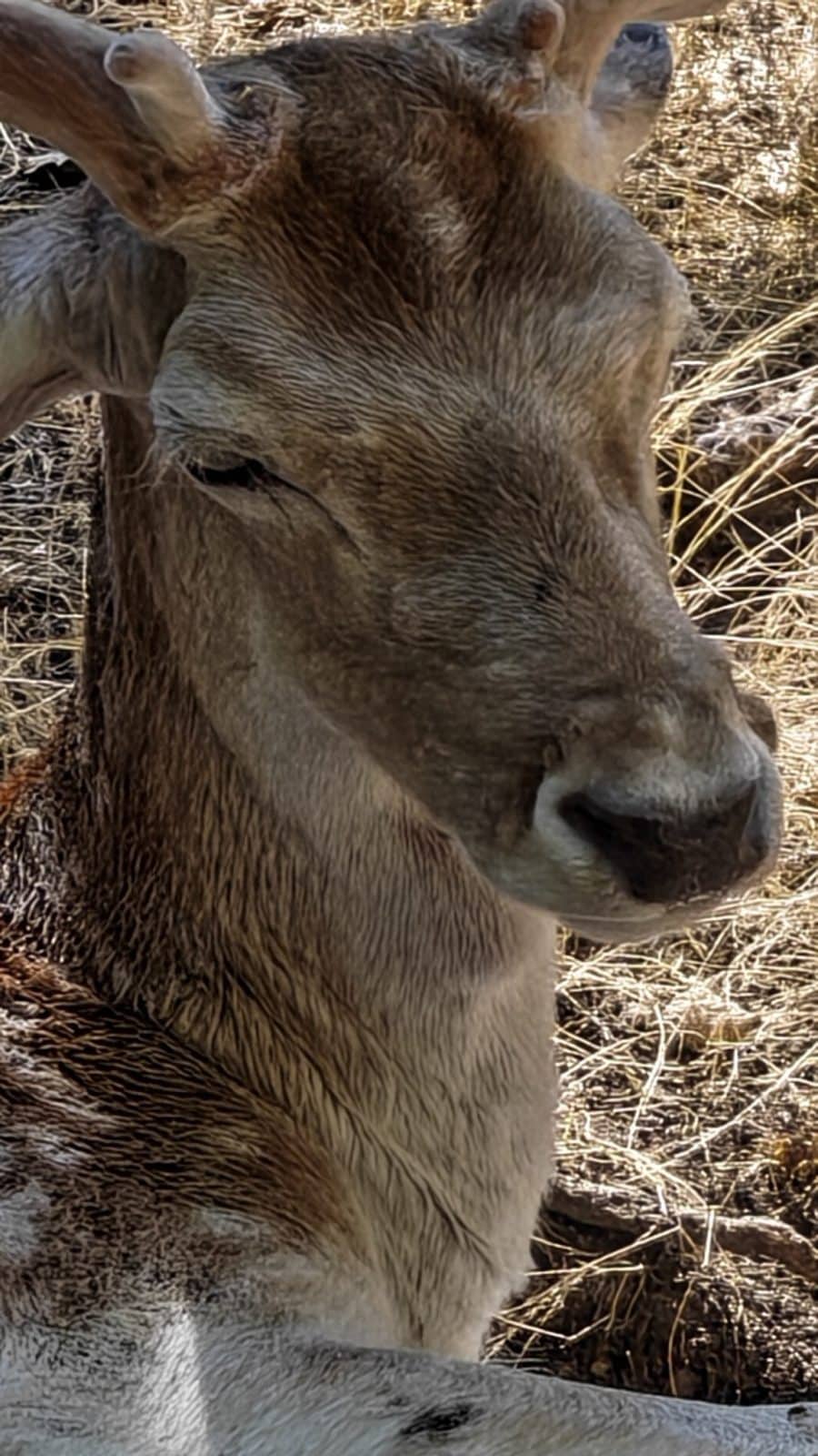 Portrait d'un cerf pris avec le Honor Magic V6