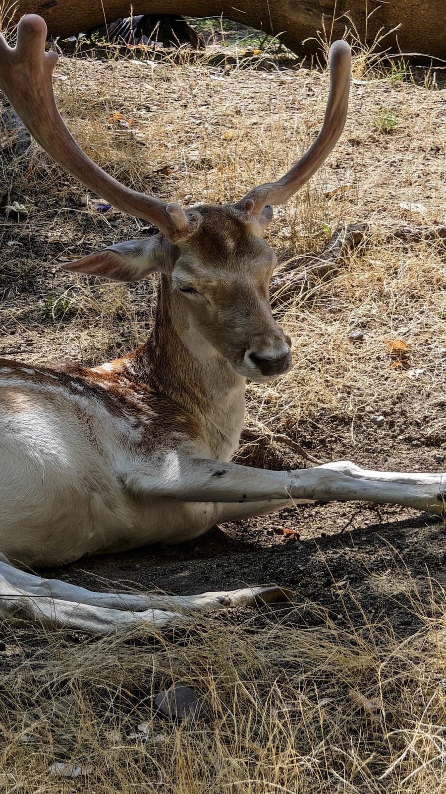 Cerf photographié au téléobjectif avec le Honor Magic V6