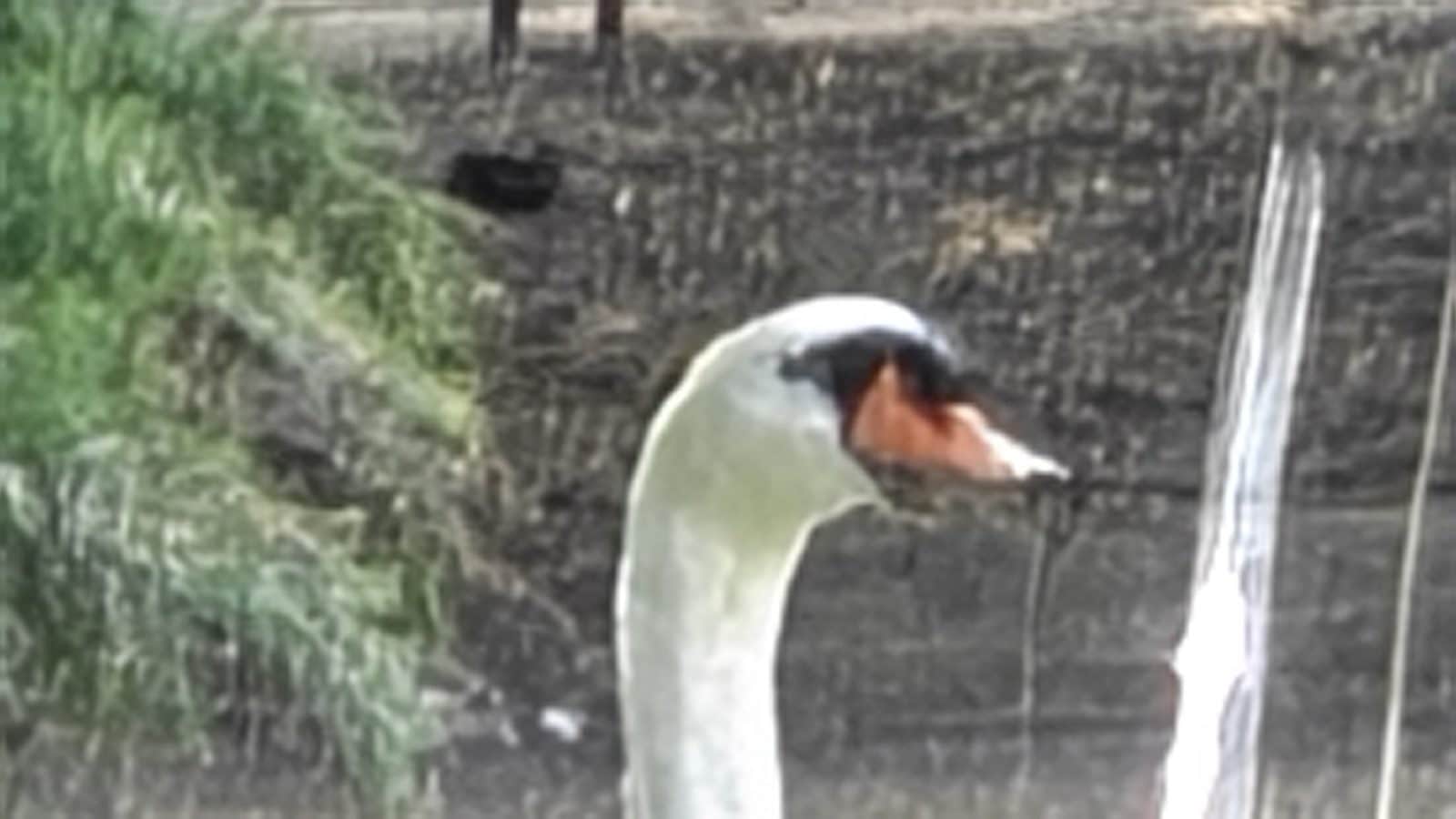 Zoom sur un cygne avec le Honor Magic V6