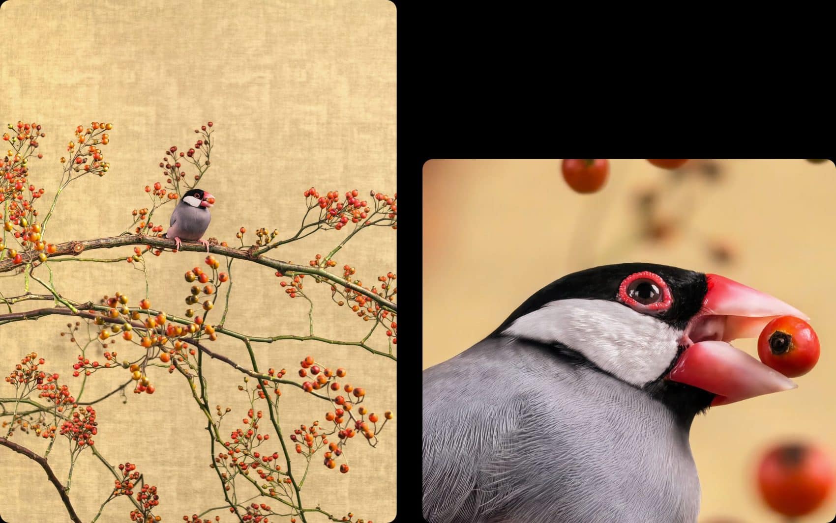 Photos macro d'exemple d'un oiseau, publiées par Huawei pour le Mate 90 Pro